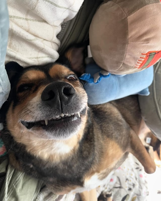 Cheezburger Image 10608124160