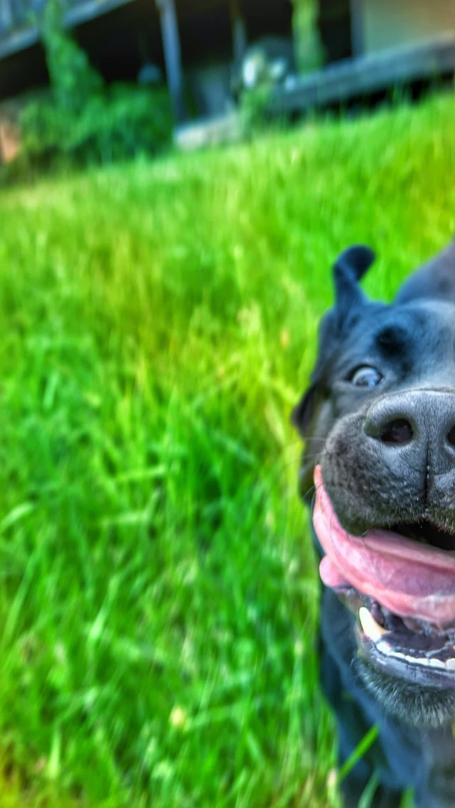 Cheezburger Image 10608125184