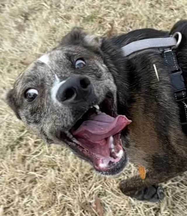 Cheezburger Image 10608125696