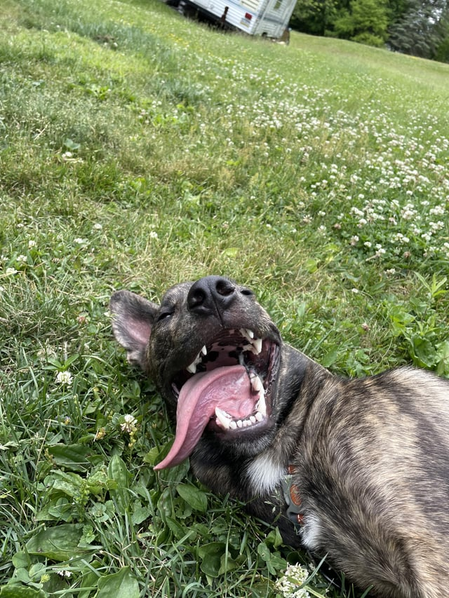 Cheezburger Image 10608125952