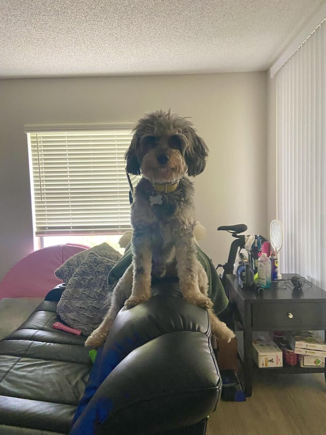 Cheezburger Image 10608126464