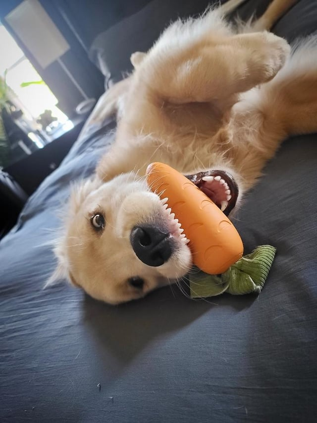 Cheezburger Image 10608127488