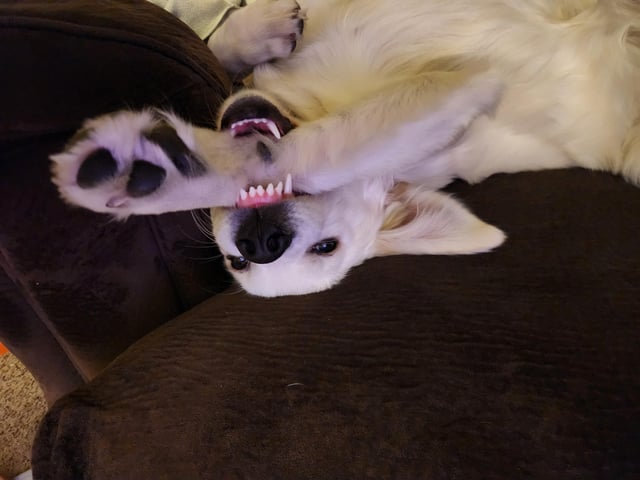 Cheezburger Image 10608127744