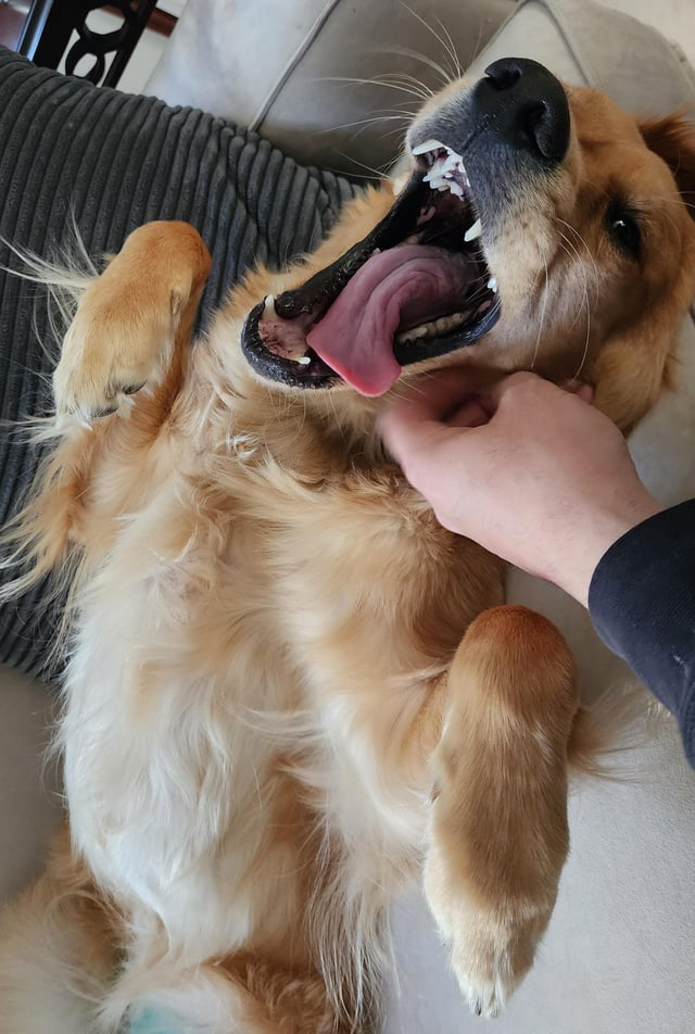 Cheezburger Image 10608128256