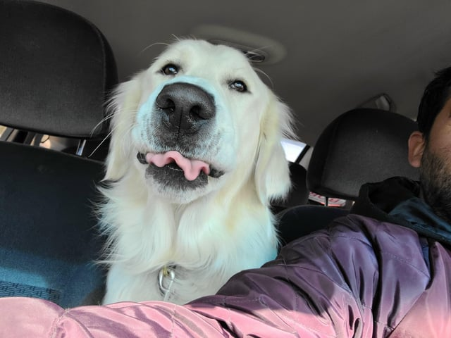 Cheezburger Image 10608128512