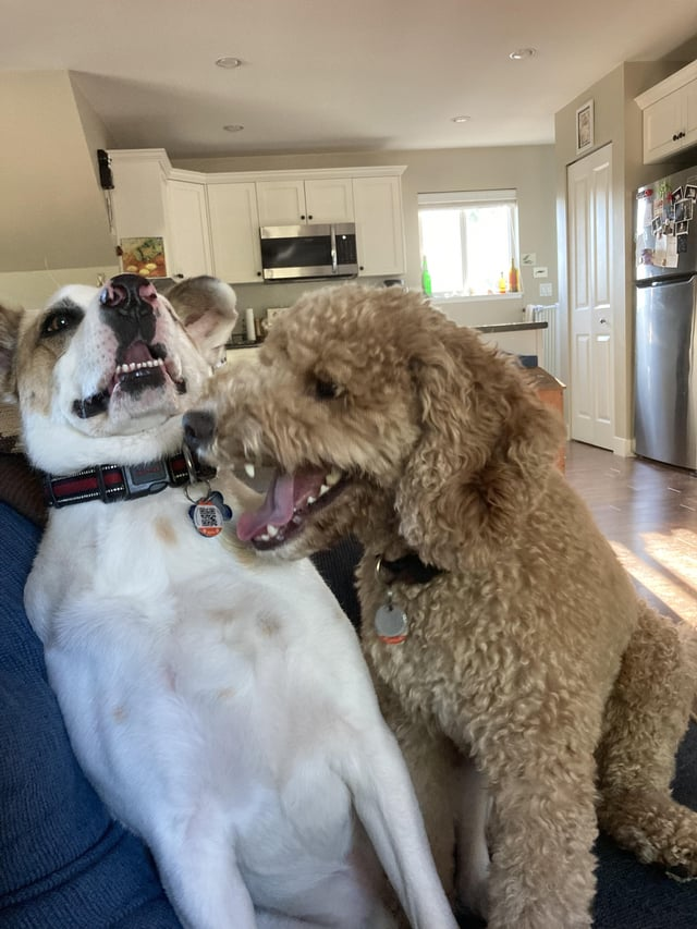 Cheezburger Image 10608128768