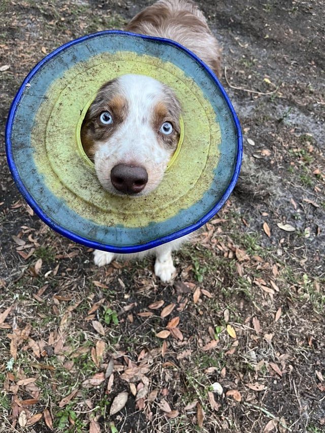 Cheezburger Image 10608129024