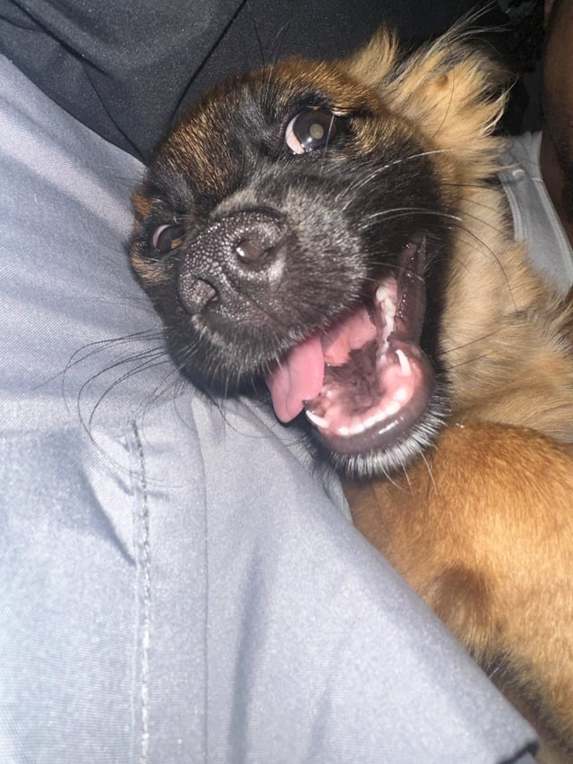 Cheezburger Image 10608129280