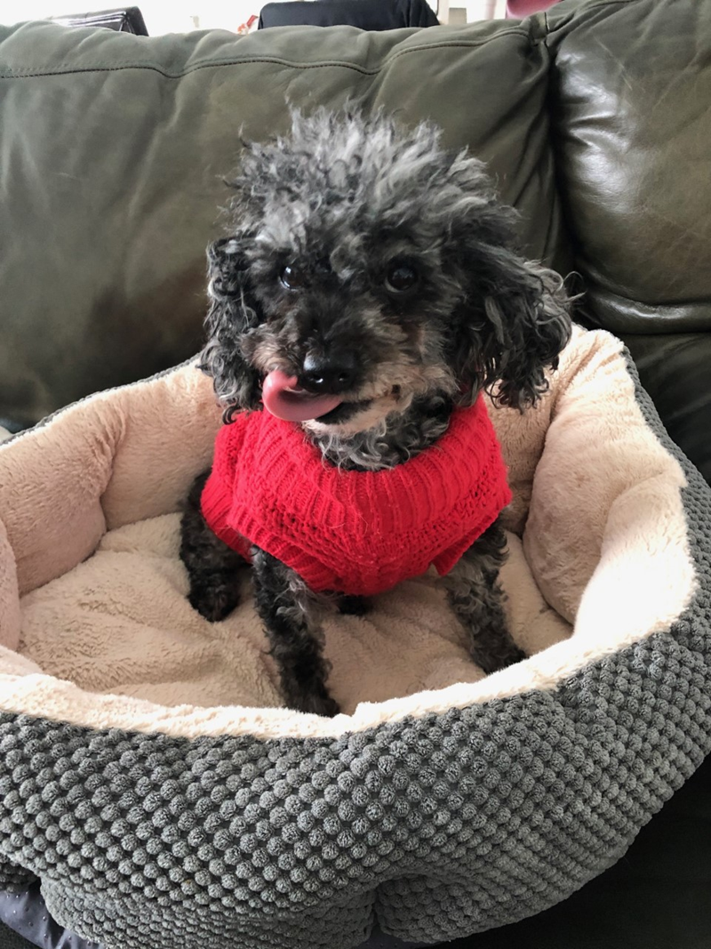 Cheezburger Image 10608135680