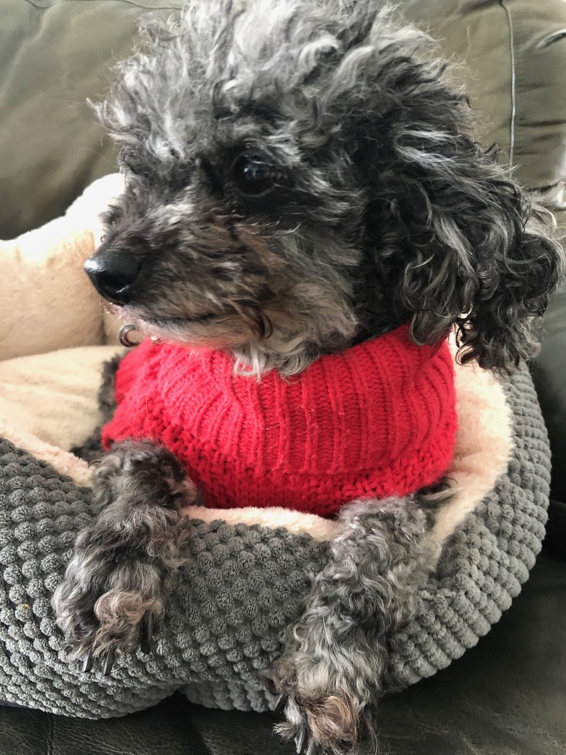 Cheezburger Image 10608136192