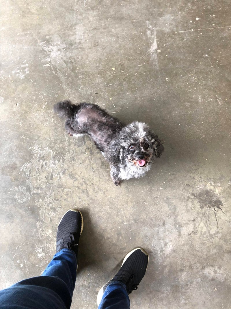 Cheezburger Image 10608137216