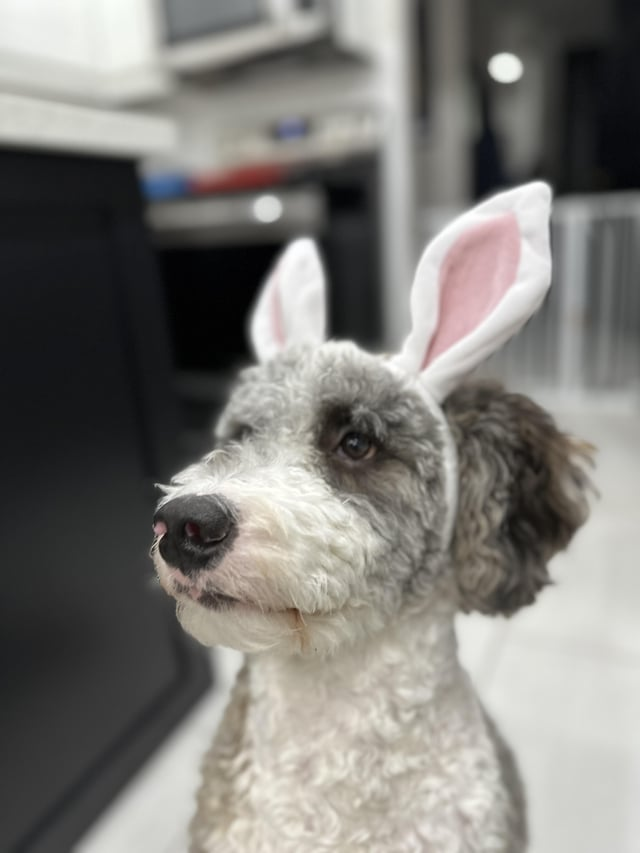 Cheezburger Image 10608137728