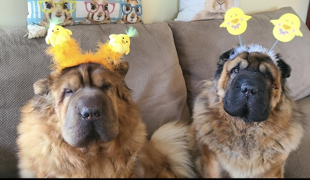 Cheezburger Image 10608137984