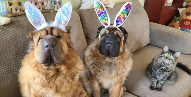 Cheezburger Image 10608138496