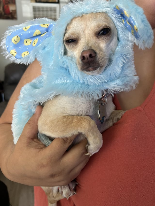 Cheezburger Image 10608139264