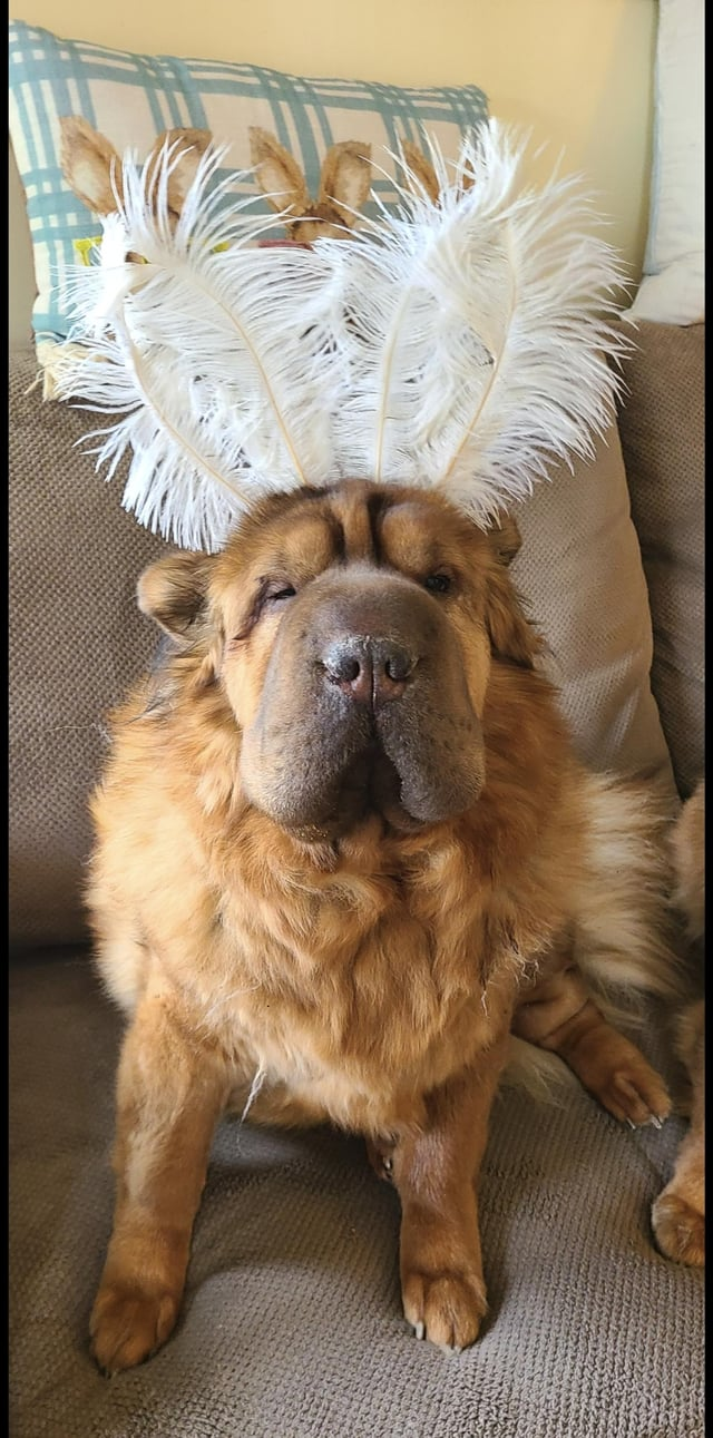 Cheezburger Image 10608139520