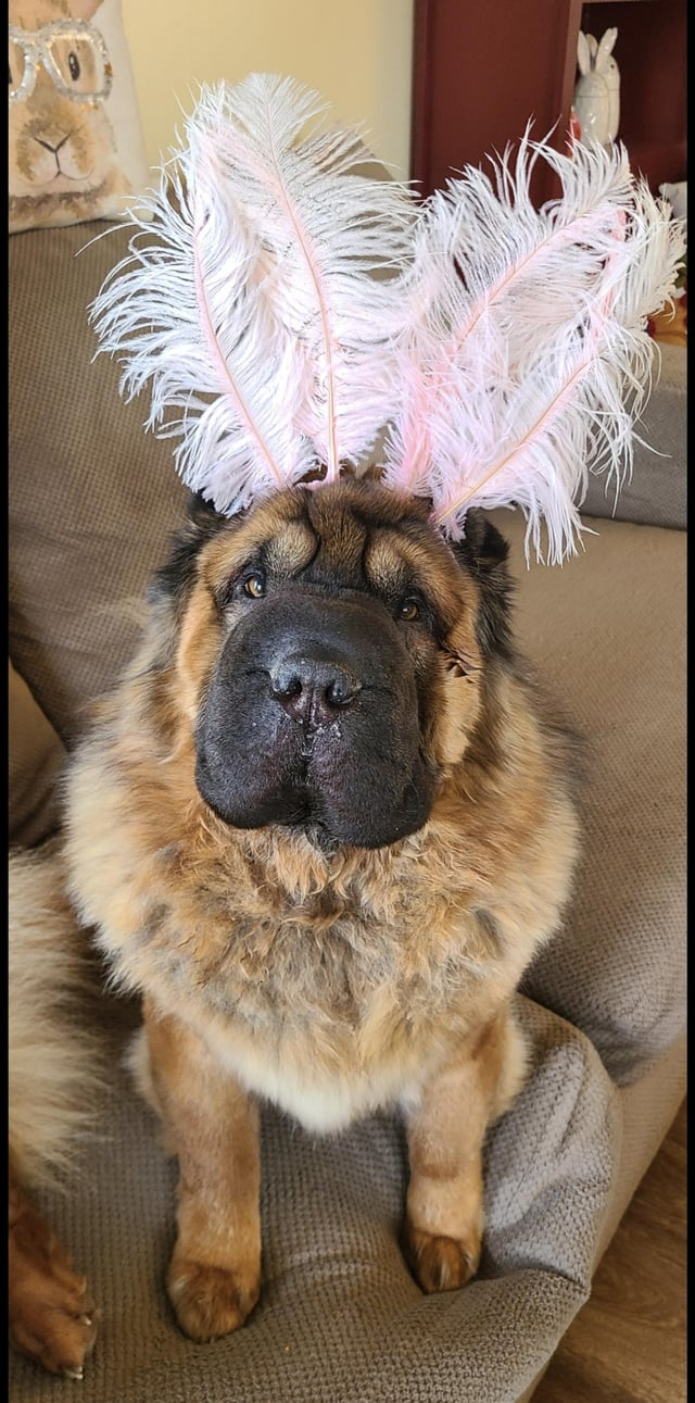 Cheezburger Image 10608140288