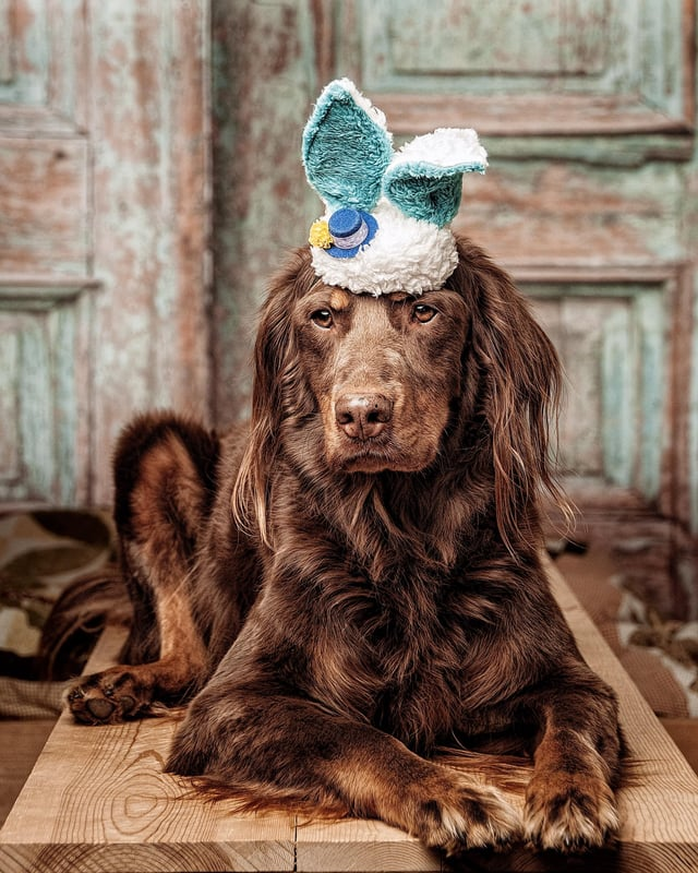 Cheezburger Image 10608140544