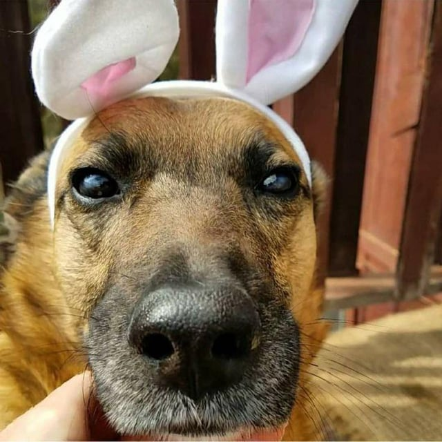 Cheezburger Image 10608141312