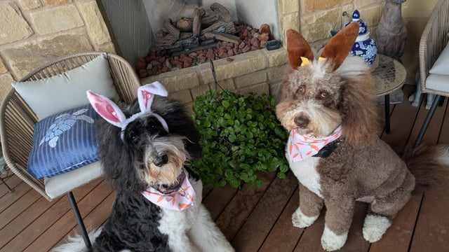 Cheezburger Image 10608141568