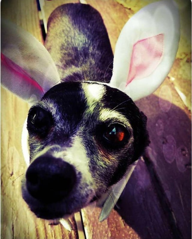 Cheezburger Image 10608141824