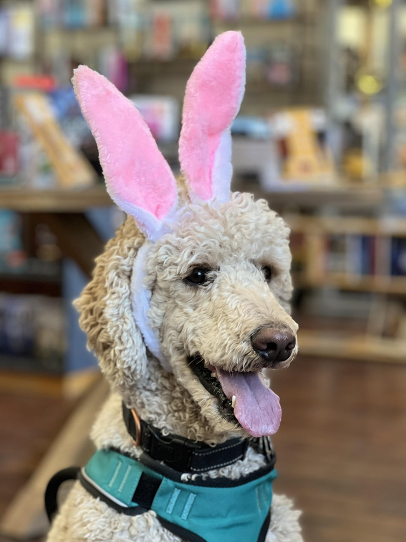 Cheezburger Image 10608143104