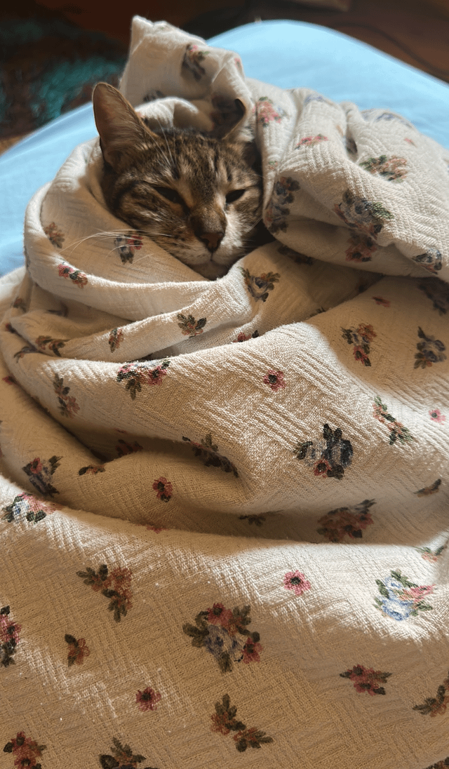 Cheezburger Image 10608160256