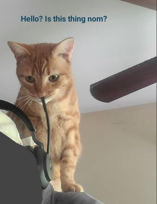 Cheezburger Image 10608308736