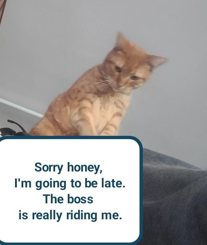 Cheezburger Image 10608321024