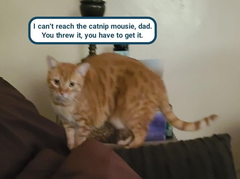 Cheezburger Image 10608479488