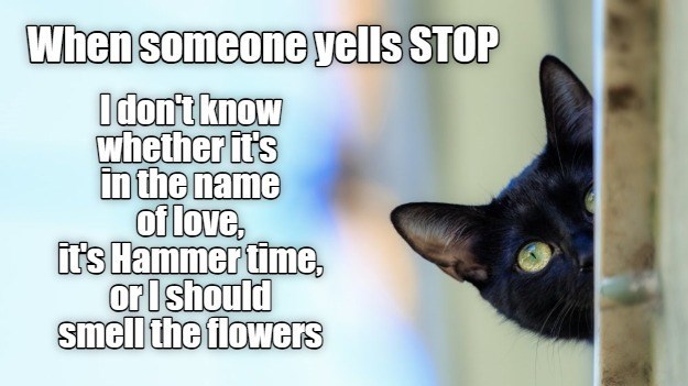 Cheezburger Image 10608487936