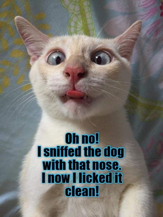 Cheezburger Image 10608491008