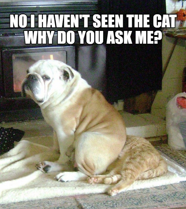 Cheezburger Image 10608612864