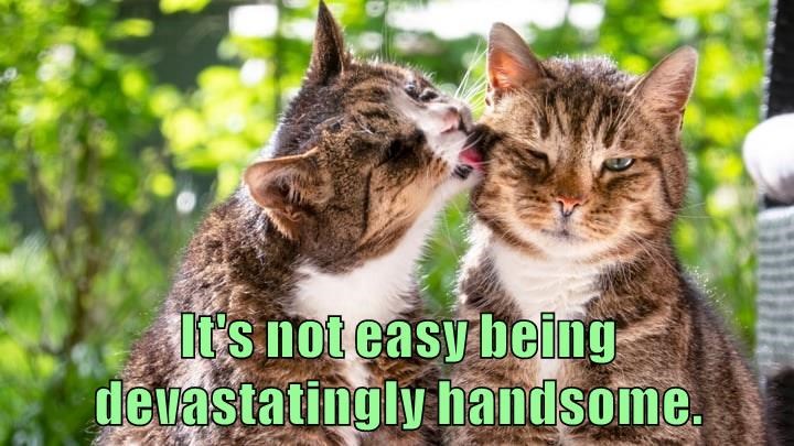 Cheezburger Image 10608613376