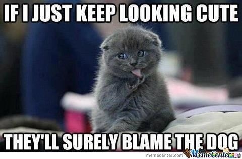 IF I JUST KEEP LOOKING CUTE THEY'LL SURELY BLAME THE DOG memecenter.com Meme Center