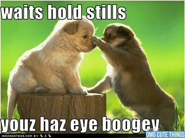 waits hold stills youz haz eye boogey IHASAHOTDOG.COM BY OMG CUTE THINGS