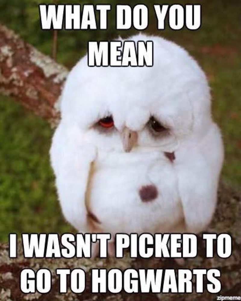 WHAT DO YOU MEAN I WASN'T PICKED TO GO TO HOGWARTS zipmeme