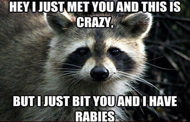 HEY I JUST MET YOU AND THIS IS CRAZY BUT I JUST BIT YOU AND I HAVE RABIES