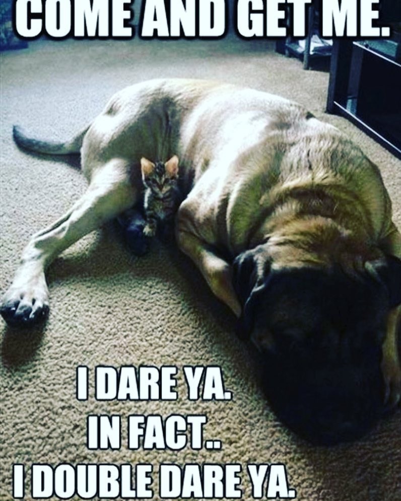 COME AND GET ME. I DARE YA. IN FACT... I DOUBLE DARE YA.