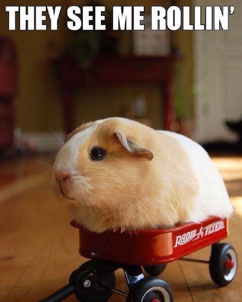 THEY SEE ME ROLLIN' RED FLYER