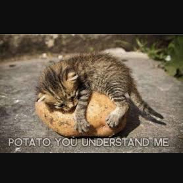 POTATO YOU UNDERSTAND ME