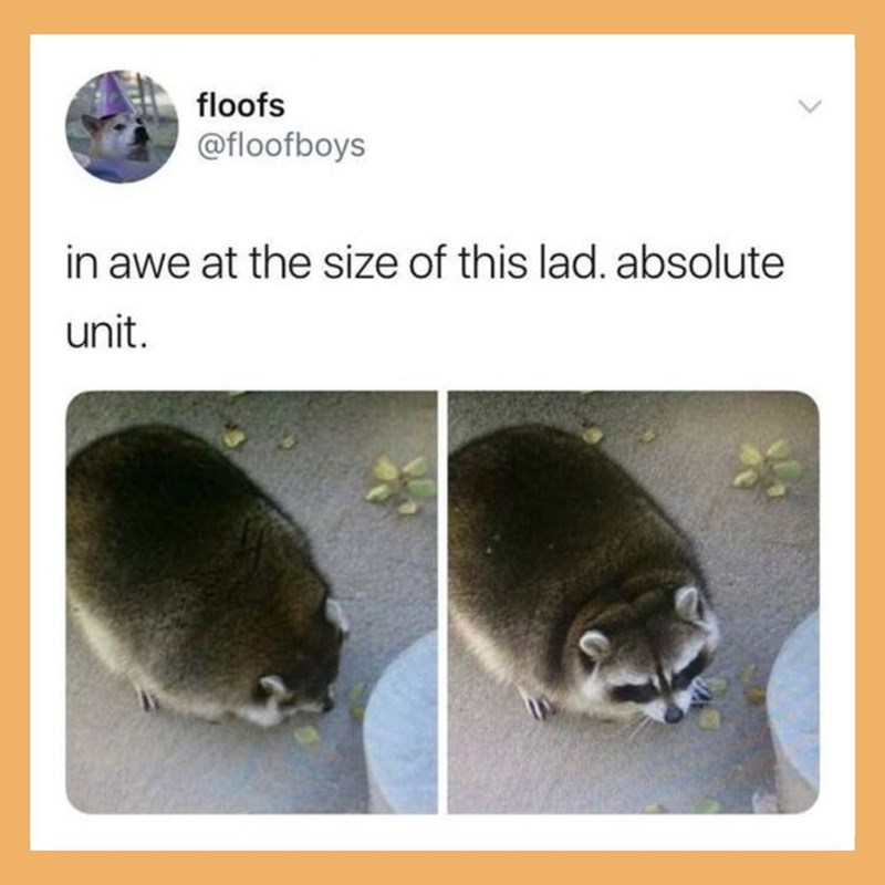 floofs @floofboys in awe at the size of this lad. absolute unit.
