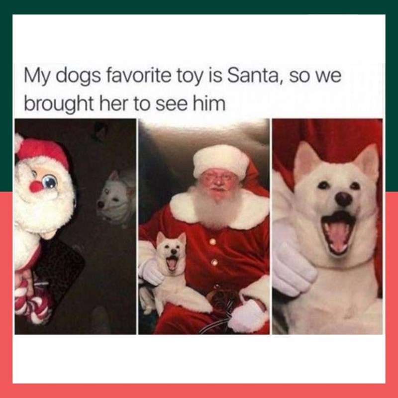 My dogs favorite toy is Santa, so we brought her to see him