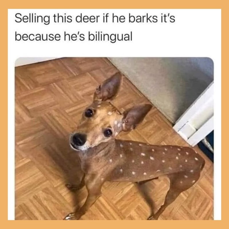 Selling this deer if he barks it's because he's bilingual
