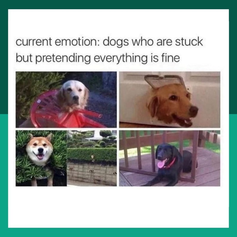 current emotion: dogs who are stuck but pretending everything is fine