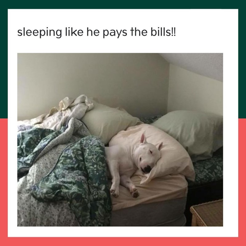 sleeping like he pays the bills!!
