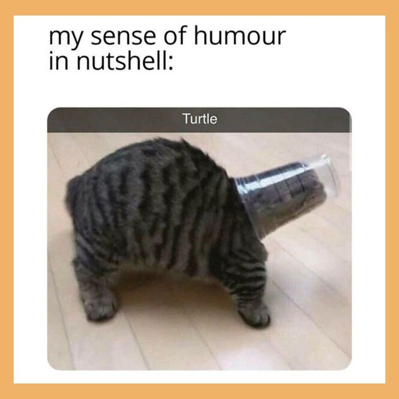 my sense of humour in nutshell: Turtle