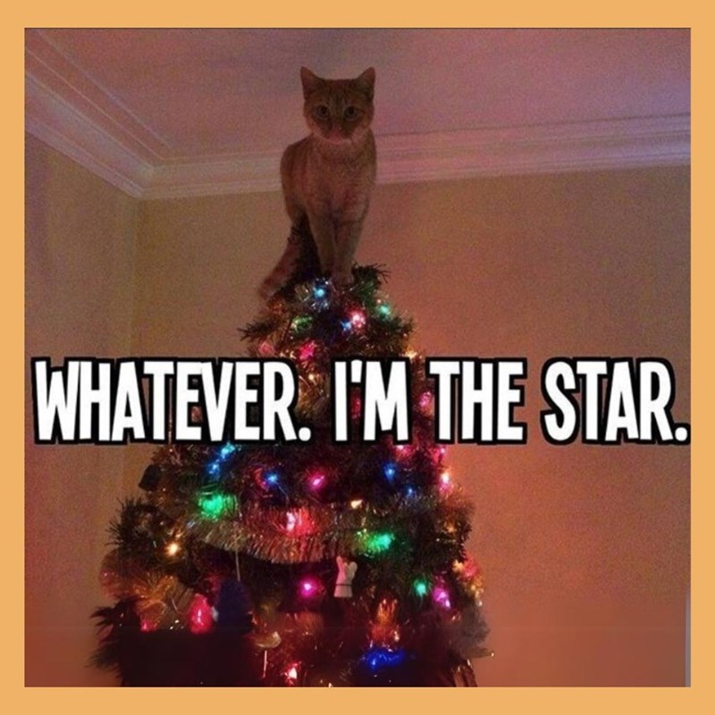 WHATEVER. I'M THE STAR.