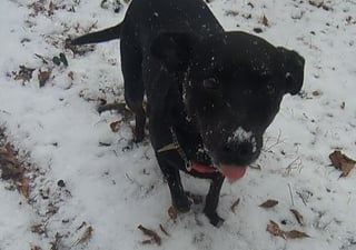 Cheezburger Image 10608660224