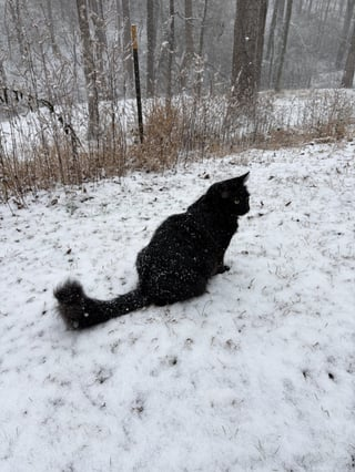 Cheezburger Image 10608660736